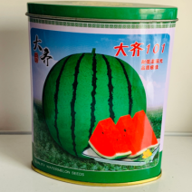 大齐101大红瓤西瓜种子耐低温弱光正圆花皮西瓜种籽抗裂