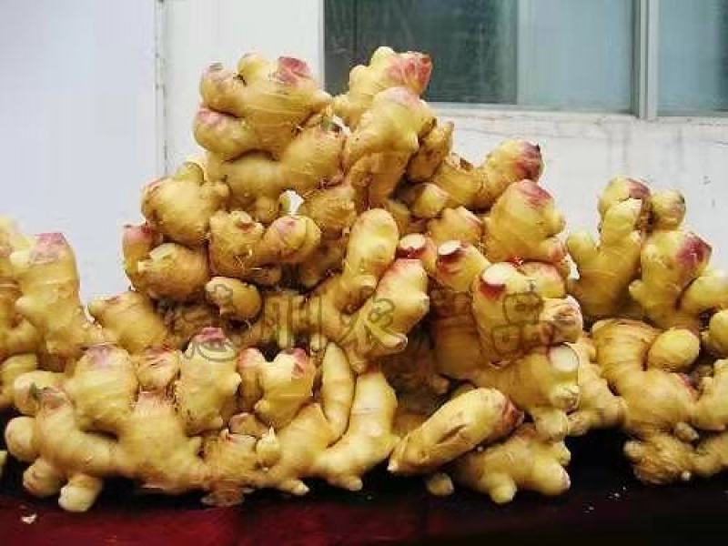 【推荐】优质窖藏生姜批发山东产地供应提供清洗加工包装