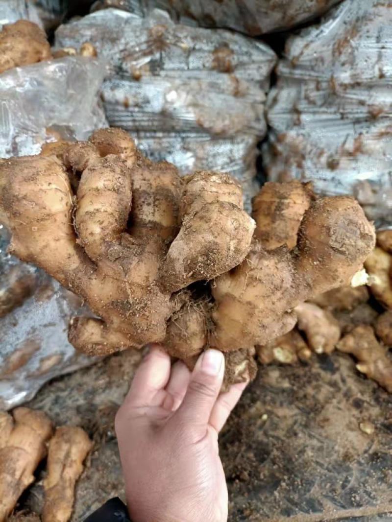 【推荐】优质窖藏生姜批发山东产地供应提供清洗加工包装