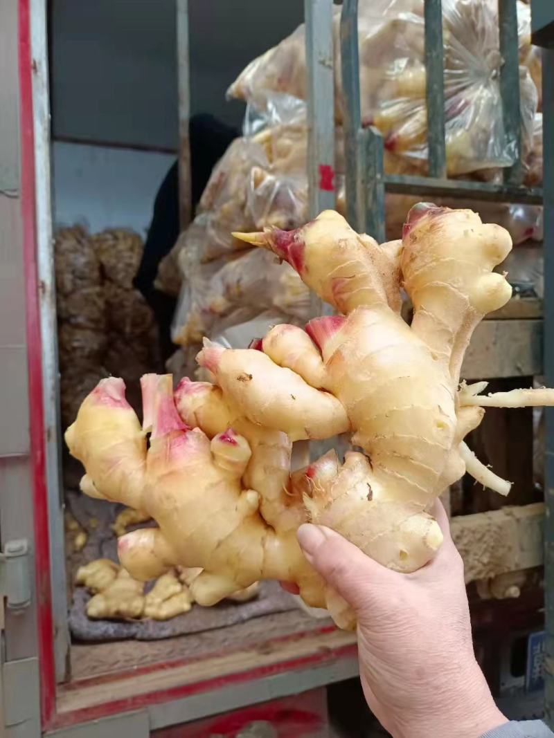 【推荐】优质窖藏生姜批发山东产地供应提供清洗加工包装