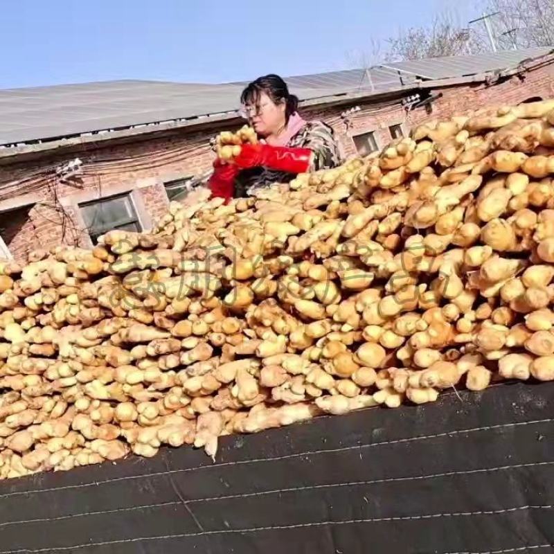 【推荐】优质窖藏生姜批发山东产地供应提供清洗加工包装