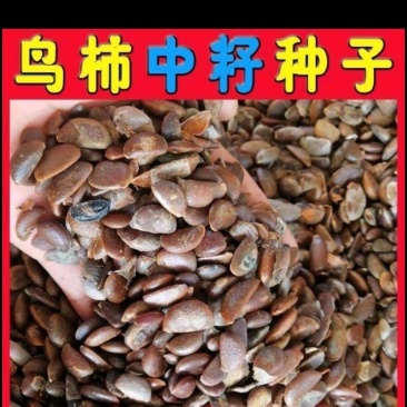 鸟柿种子