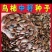鸟柿种子