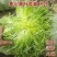 苦苣种子原厂包装黄心细叶花叶苦菊农家四季可播阳台盆栽蔬菜