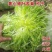 苦苣种子原厂包装黄心细叶花叶苦菊农家四季可播阳台盆栽蔬菜