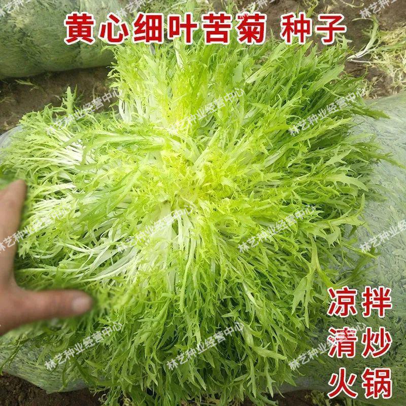 苦苣种子原厂包装黄心细叶花叶苦菊农家四季可播阳台盆栽蔬菜