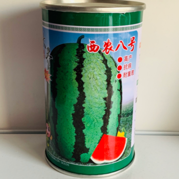 西农八号西瓜种子高产抗病耐重茬大果椭圆形西瓜种籽中晚熟