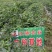 重庆辣椒基地和辣椒苗批发，质量可靠，品质有保障