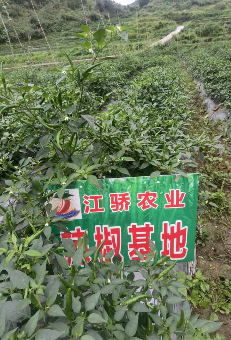 重庆辣椒基地和辣椒苗批发，质量可靠，品质有保障