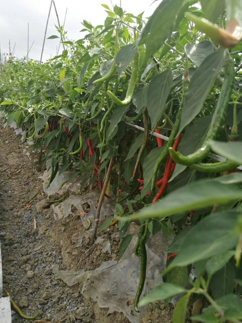 重庆辣椒基地和辣椒苗批发，质量可靠，品质有保障