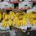 大量到货香蕉供货超市，电商和地方批发，25一件30斤