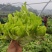 儿菜大量上市，无冒苔无红顶，叶片清秀，无腐烂