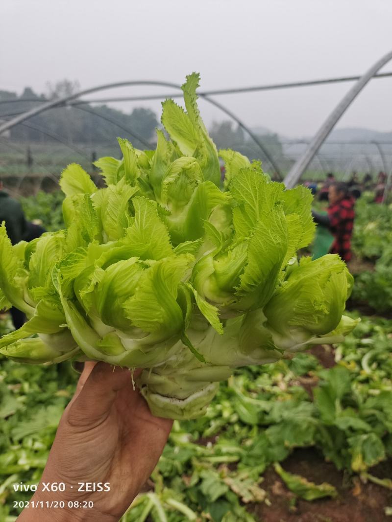 儿菜大量上市，无冒苔无红顶，叶片清秀，无腐烂