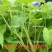 空心菜种子大叶空心菜的种子四季播种阳台盆栽圆叶蔬菜青梗