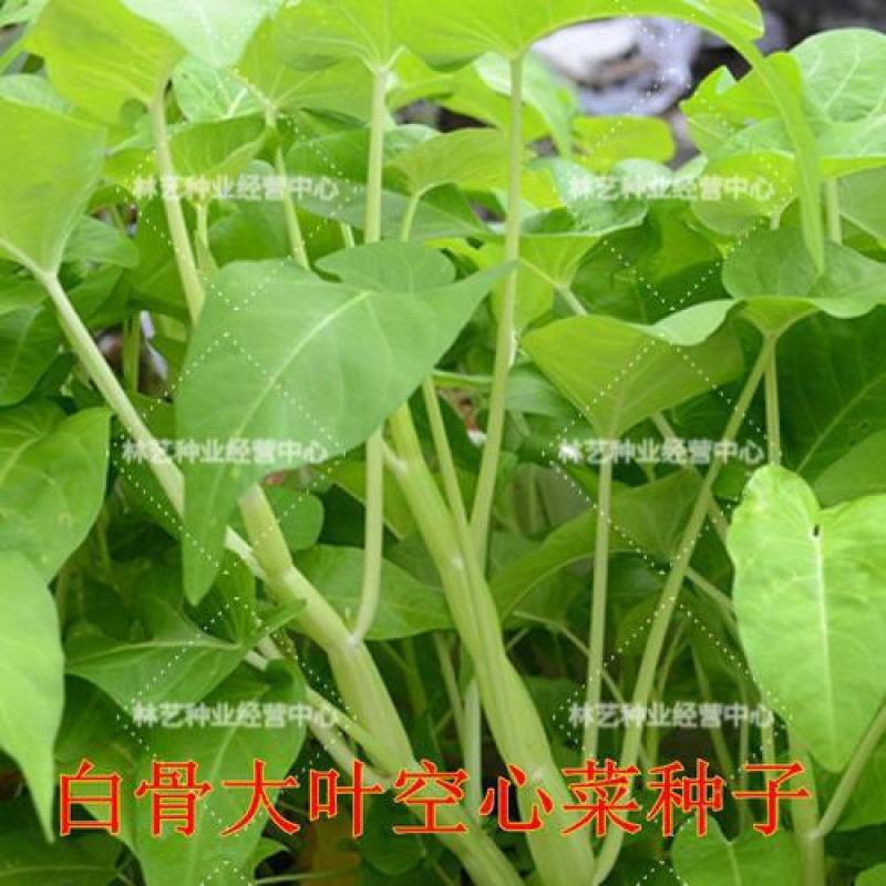 空心菜种子大叶空心菜的种子四季播种阳台盆栽圆叶蔬菜青梗