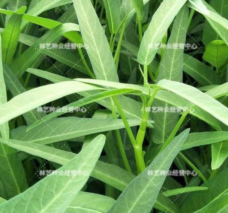空心菜种子大叶空心菜的种子四季播种阳台盆栽圆叶蔬菜青梗