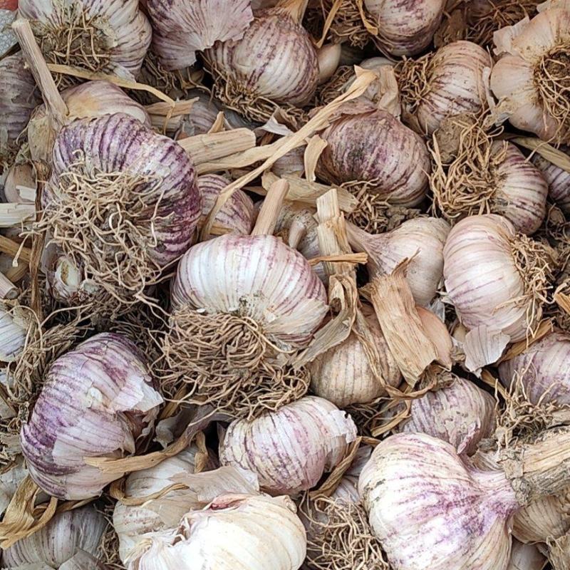 优质蒜种蒜黄料质优价廉
