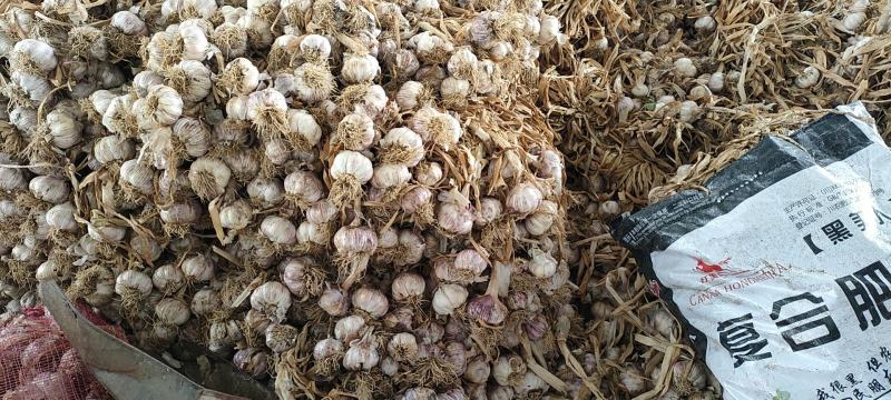 优质蒜种蒜黄料质优价廉