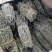石斛鲜石斛条铁皮石斛鲜条石斛鲜石斛