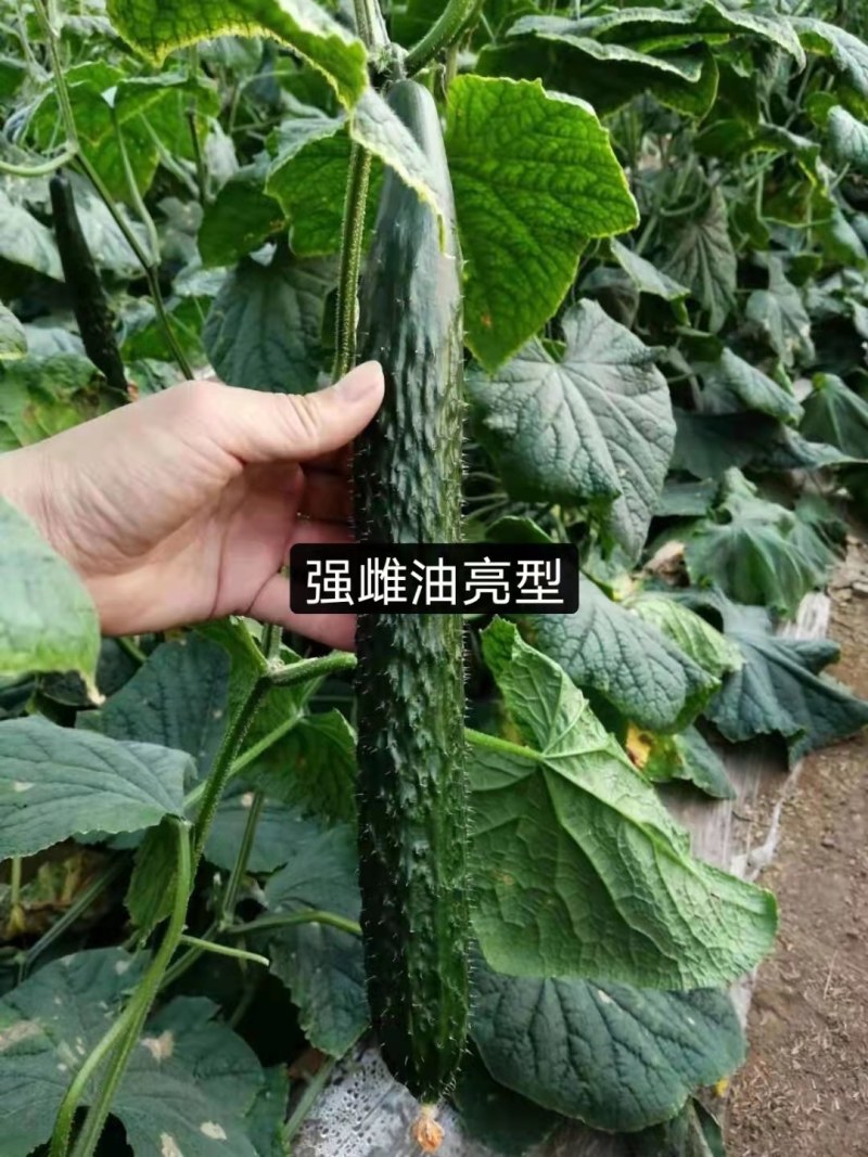 黄瓜种子青瓜种子天津强磁黑油量型密刺短把绿肉龙头旺抗霜霉