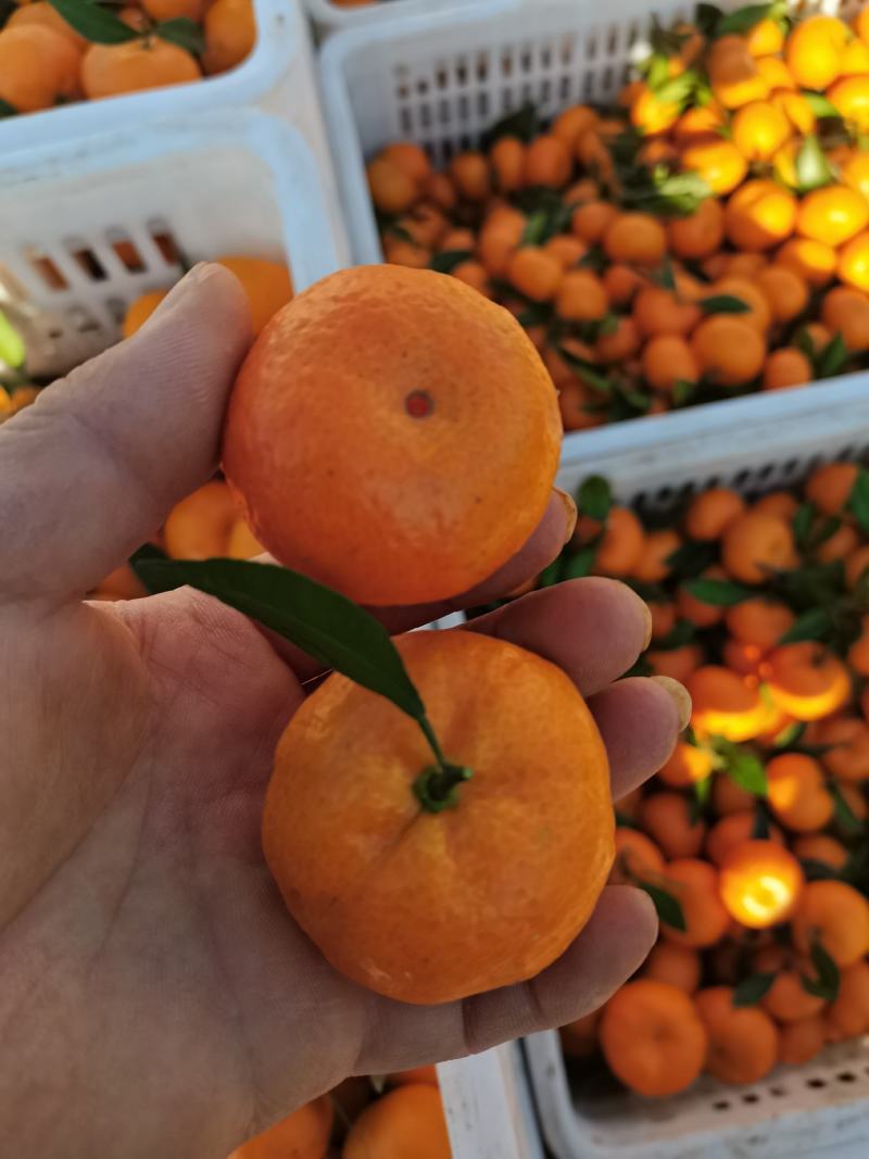 甜蜜蜜！广西桂北水果交易市场棉桔大量上市。