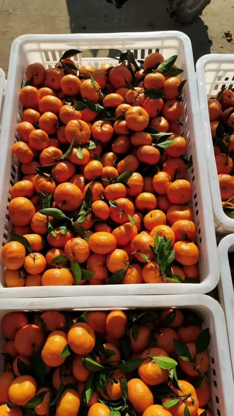 甜蜜蜜！广西桂北水果交易市场棉桔大量上市。