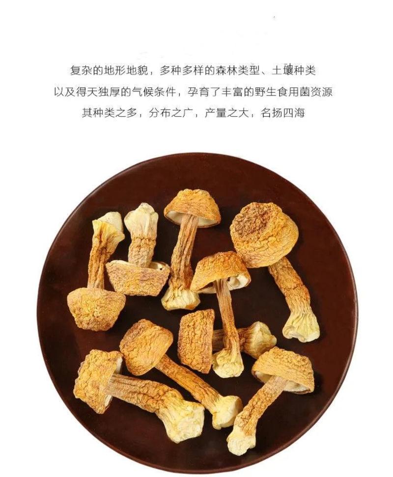 姬松茸干货松茸菌福建特产精品松茸菇蘑菇干货精选无硫仿野生