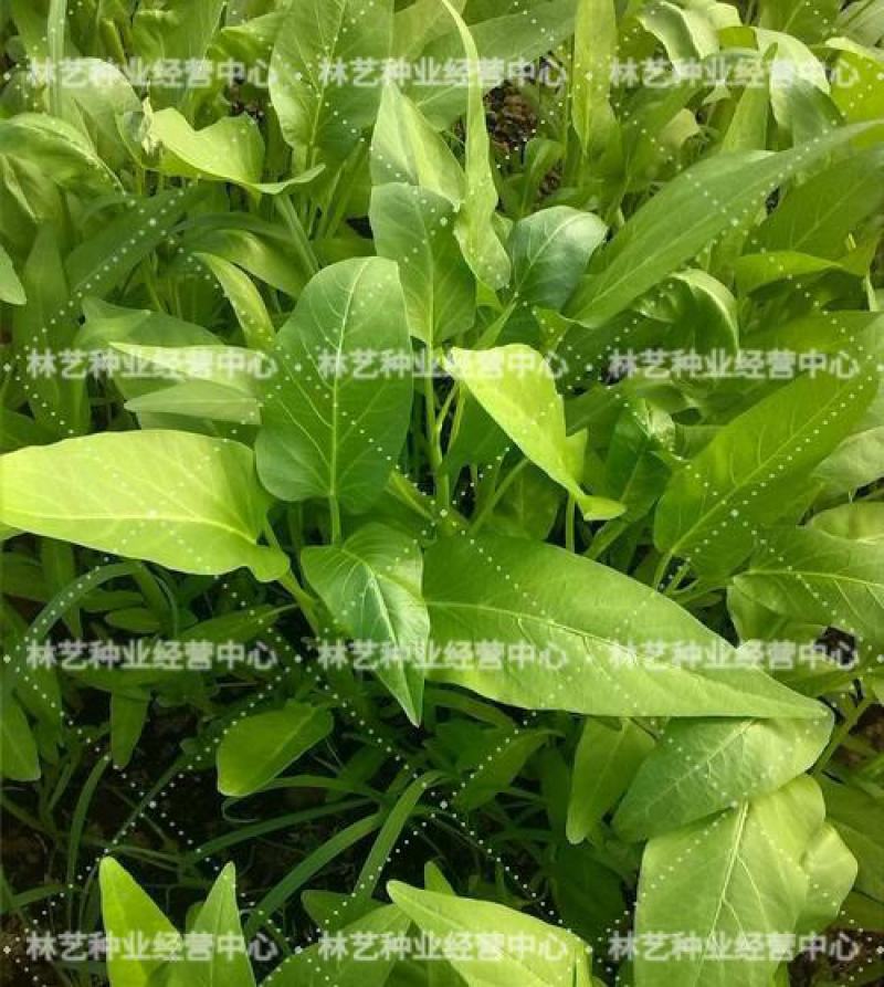 柳叶空心菜种子夏季阳台盆栽蔬菜种籽农家四季播水培