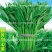 柳叶空心菜种子夏季阳台盆栽蔬菜种籽农家四季播水培