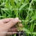 柳叶空心菜种子夏季阳台盆栽蔬菜种籽农家四季播水培