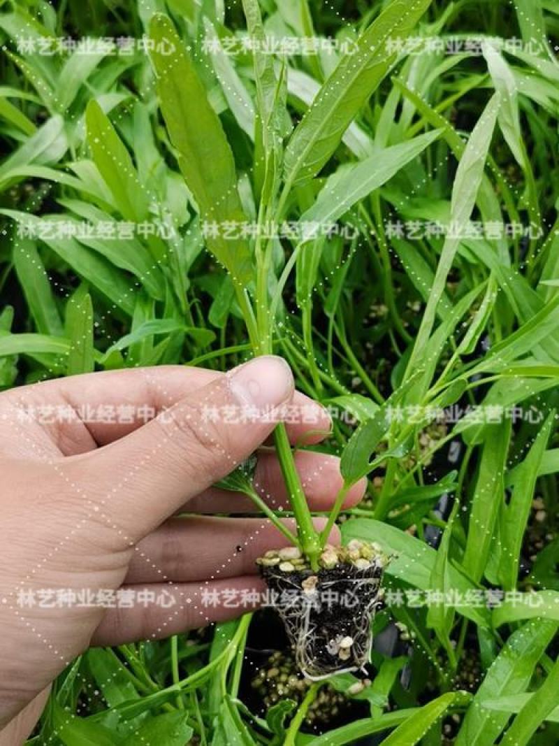 柳叶空心菜种子夏季阳台盆栽蔬菜种籽农家四季播水培