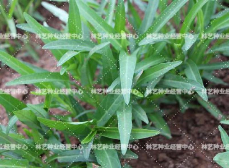 柳叶空心菜种子夏季阳台盆栽蔬菜种籽农家四季播水培