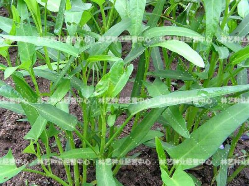 柳叶空心菜种子夏季阳台盆栽蔬菜种籽农家四季播水培