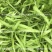 柳叶空心菜种子夏季阳台盆栽蔬菜种籽农家四季播水培