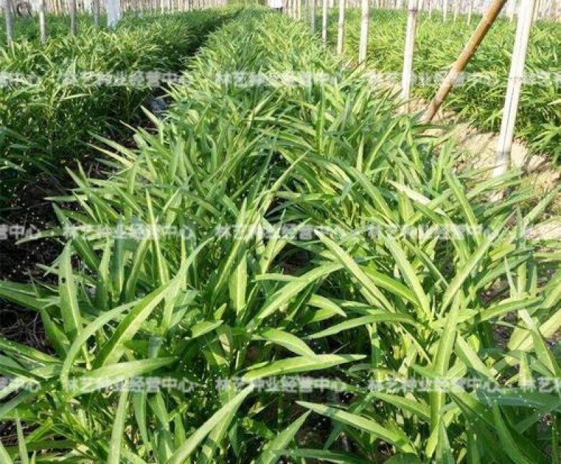 柳叶空心菜种子夏季阳台盆栽蔬菜种籽农家四季播水培