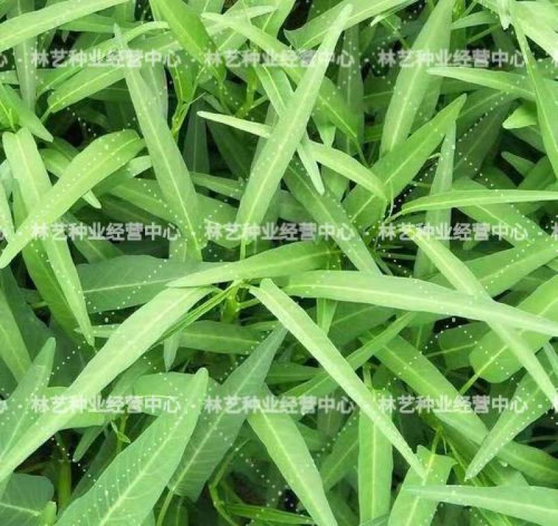 柳叶空心菜种子夏季阳台盆栽蔬菜种籽农家四季播水培