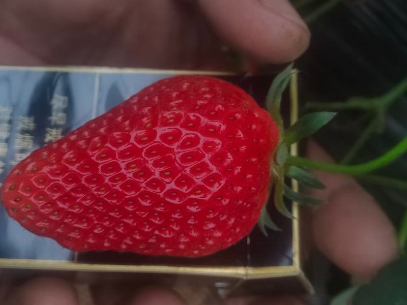 济南章丘区甜宝草莓大量有货电商。团购。代办诚信合作共赢