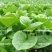 大叶木耳菜种子爬藤小青菜阳台盆栽田园易种蔬菜种籽