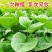 大叶木耳菜种子爬藤小青菜阳台盆栽田园易种蔬菜种籽
