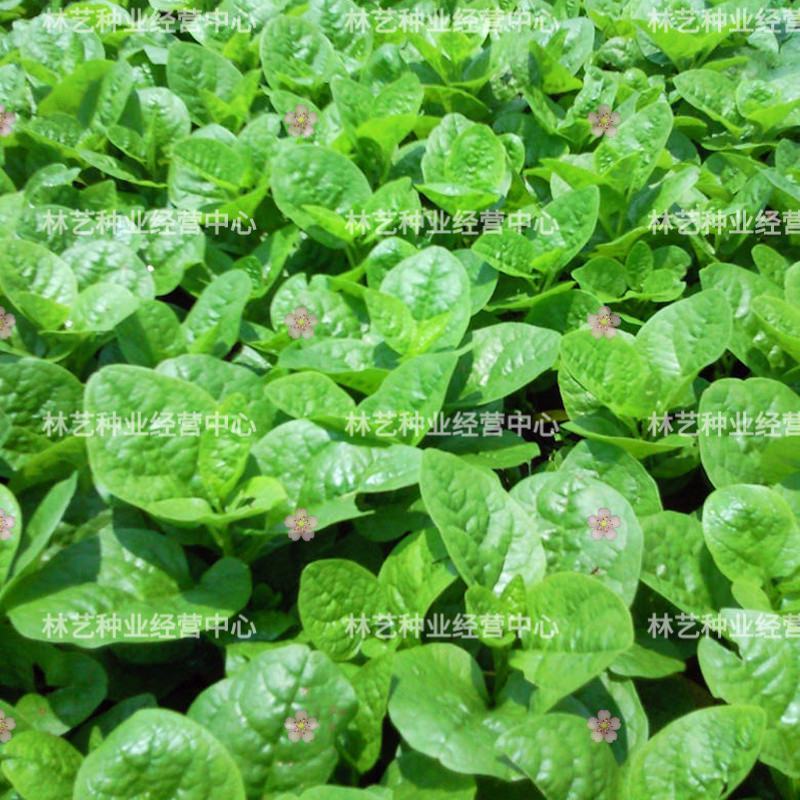 大叶木耳菜种子爬藤小青菜阳台盆栽田园易种蔬菜种籽