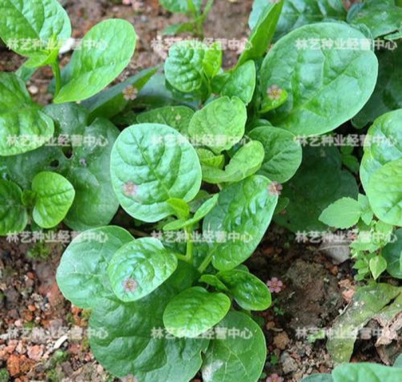 大叶木耳菜种子爬藤小青菜阳台盆栽田园易种蔬菜种籽