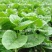 大叶木耳菜种子爬藤小青菜阳台盆栽田园易种蔬菜种籽