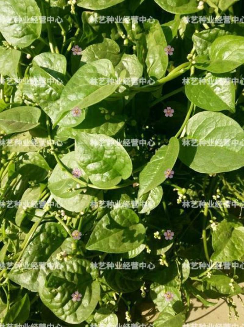 大叶木耳菜种子爬藤小青菜阳台盆栽田园易种蔬菜种籽