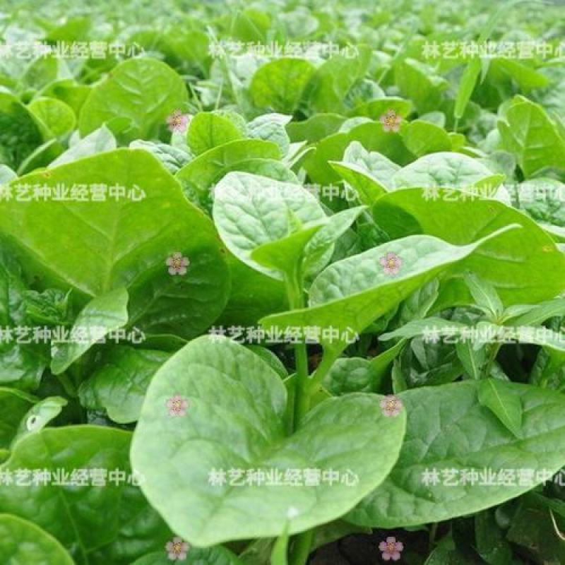 大叶木耳菜种子小青菜爬藤蔬菜种籽四季播春夏秋冬季种植