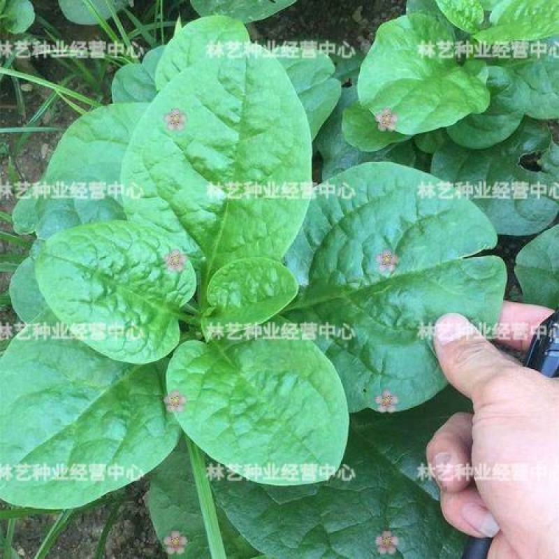 大叶木耳菜种子小青菜爬藤蔬菜种籽四季播春夏秋冬季种植
