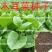 大叶木耳菜种子小青菜爬藤蔬菜种籽四季播春夏秋冬季种植