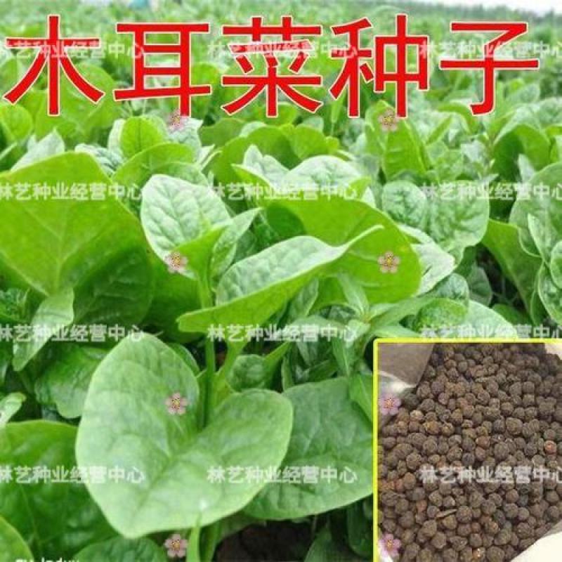 大叶木耳菜种子小青菜爬藤蔬菜种籽四季播春夏秋冬季种植