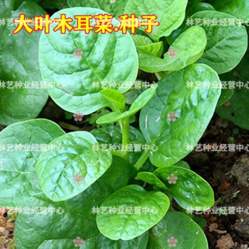 大叶木耳菜种子小青菜爬藤蔬菜种籽四季播春夏秋冬季种植