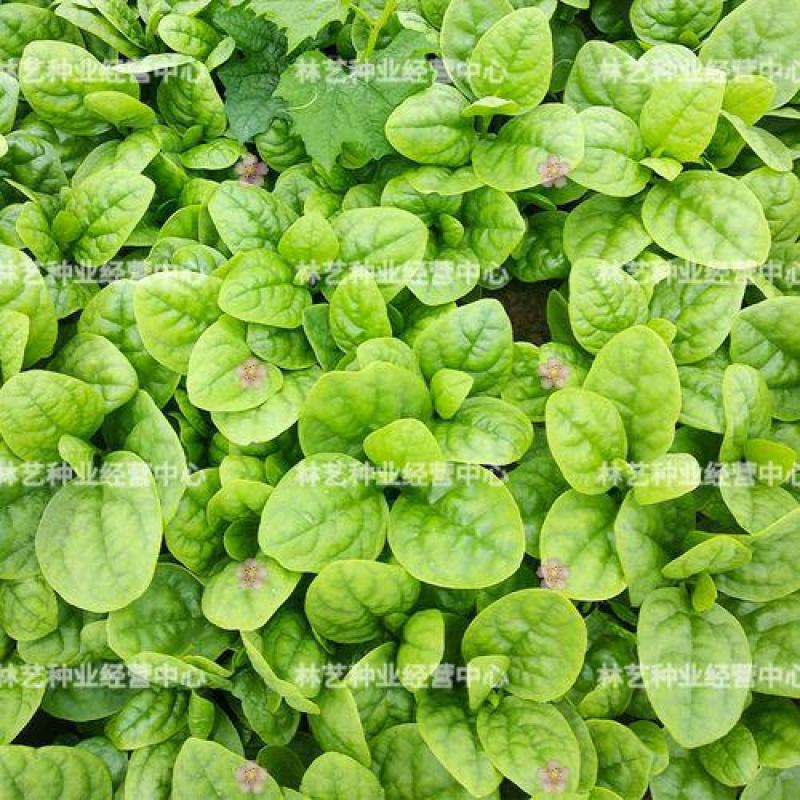 大叶木耳菜种子小青菜爬藤蔬菜种籽四季播春夏秋冬季种植