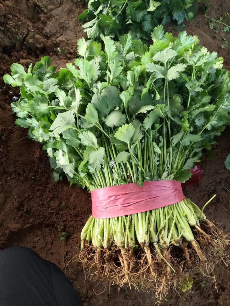 香菜河北邯郸香菜专业种植基地诚信经营有需要的老板联我